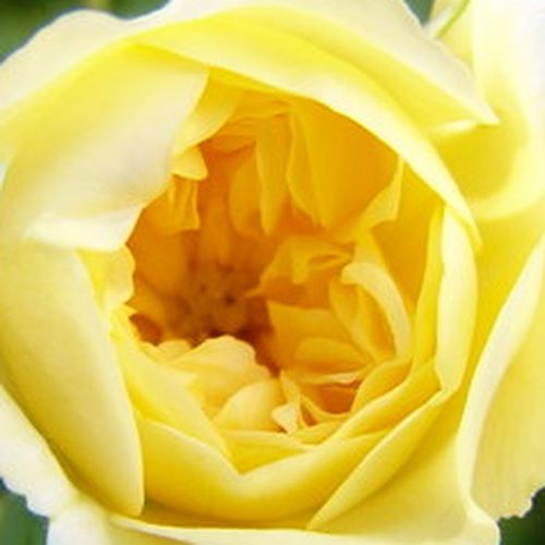 Online rózsa kertészet - climber, futó rózsa - sárga - Rosa Auscanary - diszkrét illatú rózsa - David Austin - Élénksárga, kisméretű, tömve telt virágú futórózsa.